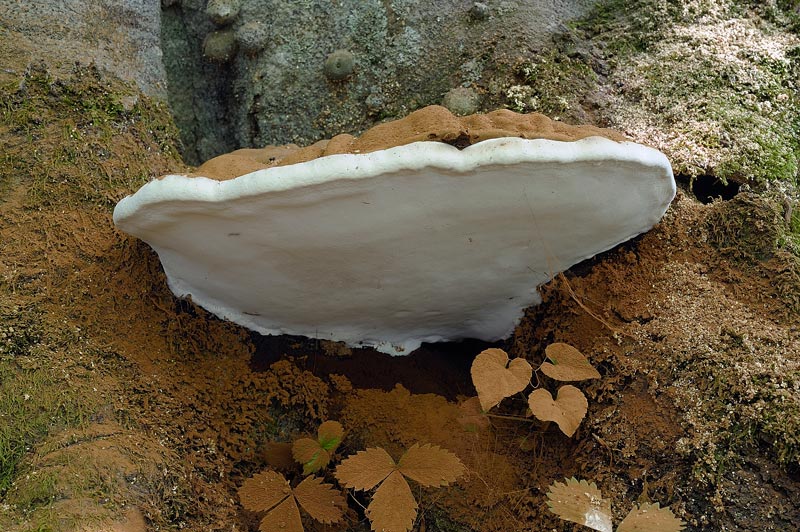 Ma perch il Ganoderma adspersum...(Ganoderma adspersum)