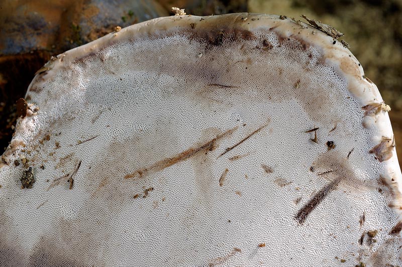 Ma perch il Ganoderma adspersum...(Ganoderma adspersum)