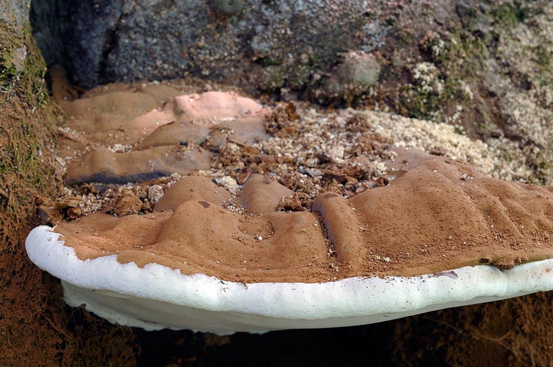 Ma perch il Ganoderma adspersum...(Ganoderma adspersum)