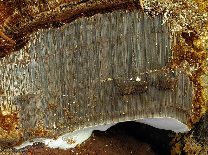 Ma perch il Ganoderma adspersum...(Ganoderma adspersum)