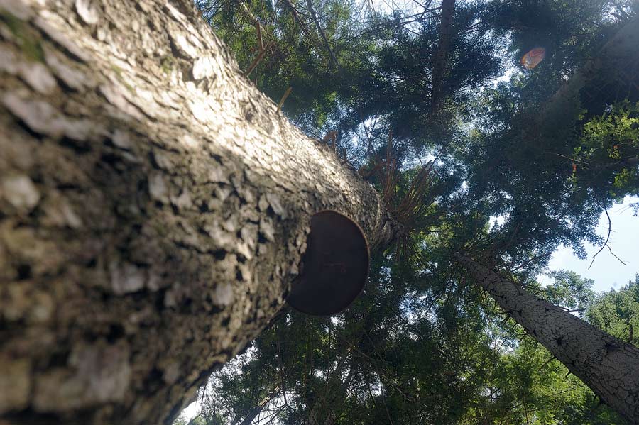 Il Phellinus hartigii anche parassita?