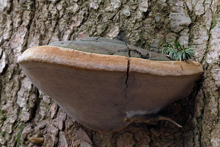 Il Phellinus hartigii anche parassita?