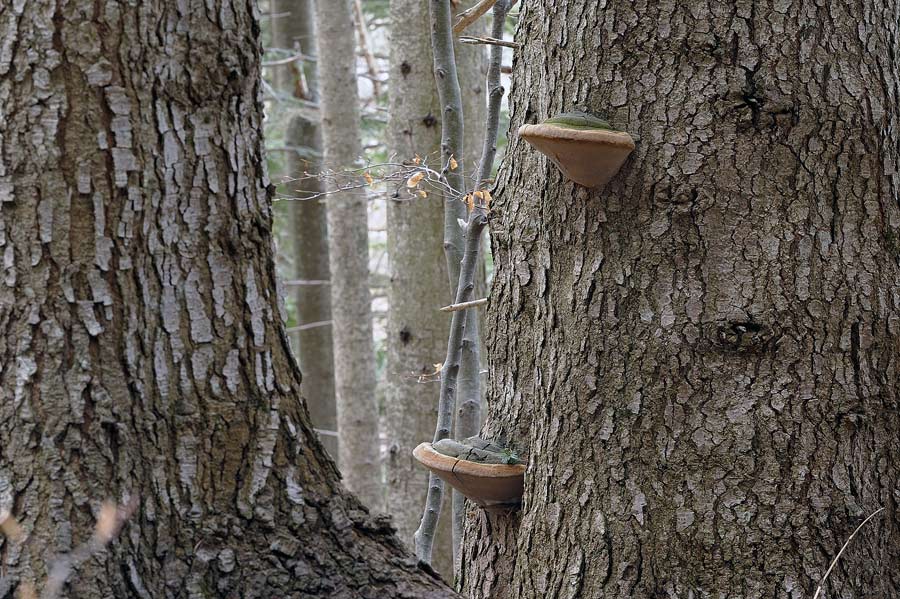 Il Phellinus hartigii anche parassita?