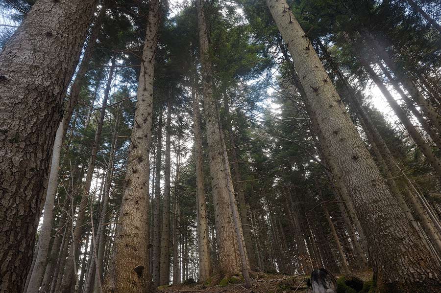 Il Phellinus hartigii anche parassita?