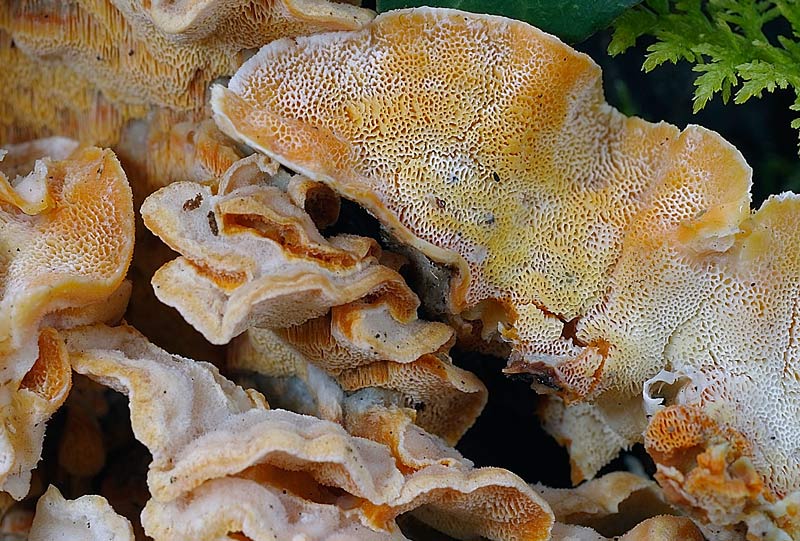 Sono sicuro che siete tutti d''accordo (Skeletocutis amorpha)