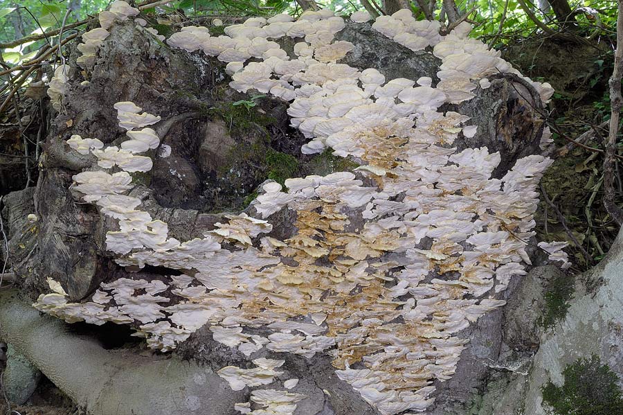 Potete confermare Trametes pubescens? foto 5810