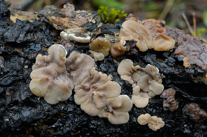 Sono sicuro che siete tutti d''accordo (Skeletocutis amorpha)