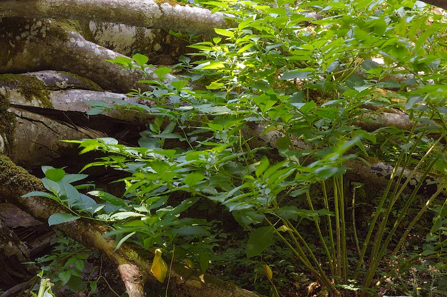 Forse un Datronia mollis? - foto 6669 (Datronia mollis)