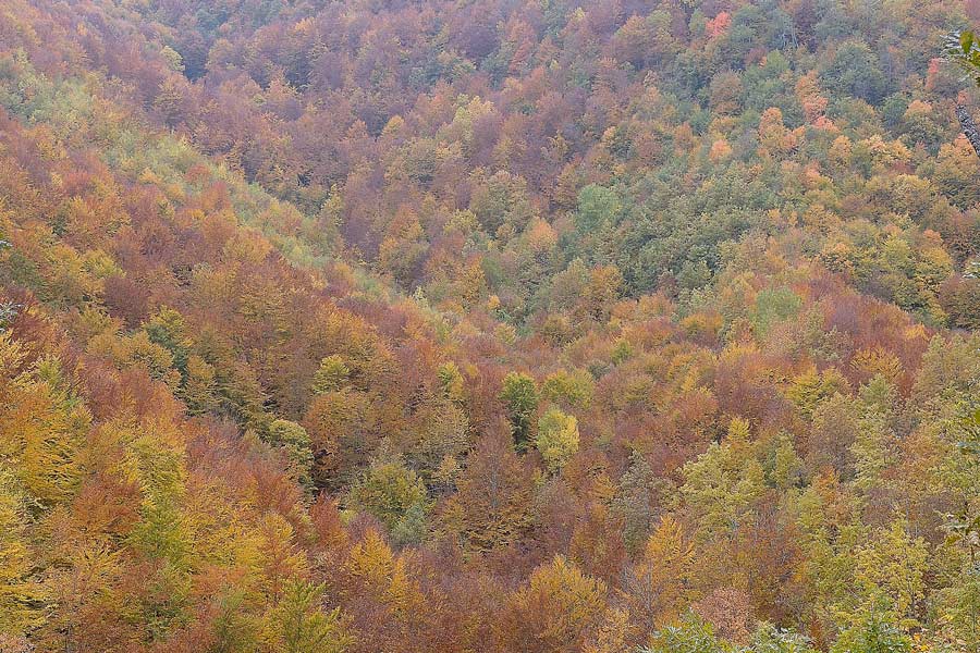 Guardate che bel lignicolo - foto 7963 (Bjerkandera adusta)
