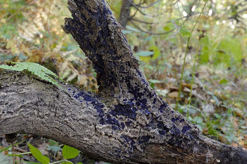 Cresce la Terana caerulea (Terana caerulea)