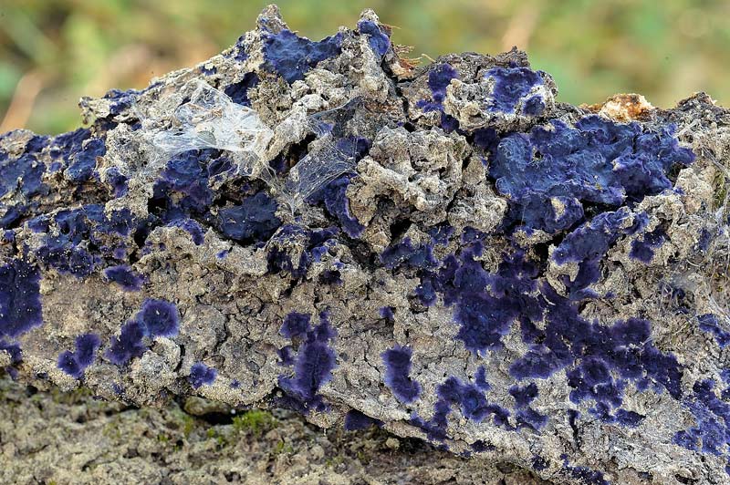 Cresce la Terana caerulea (Terana caerulea)