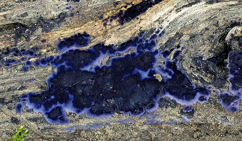 Cresce la Terana caerulea (Terana caerulea)