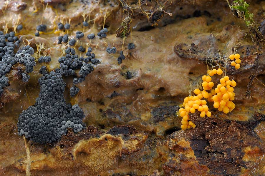 Crosta su muschio - foto 7625 (Phlebia rufa)