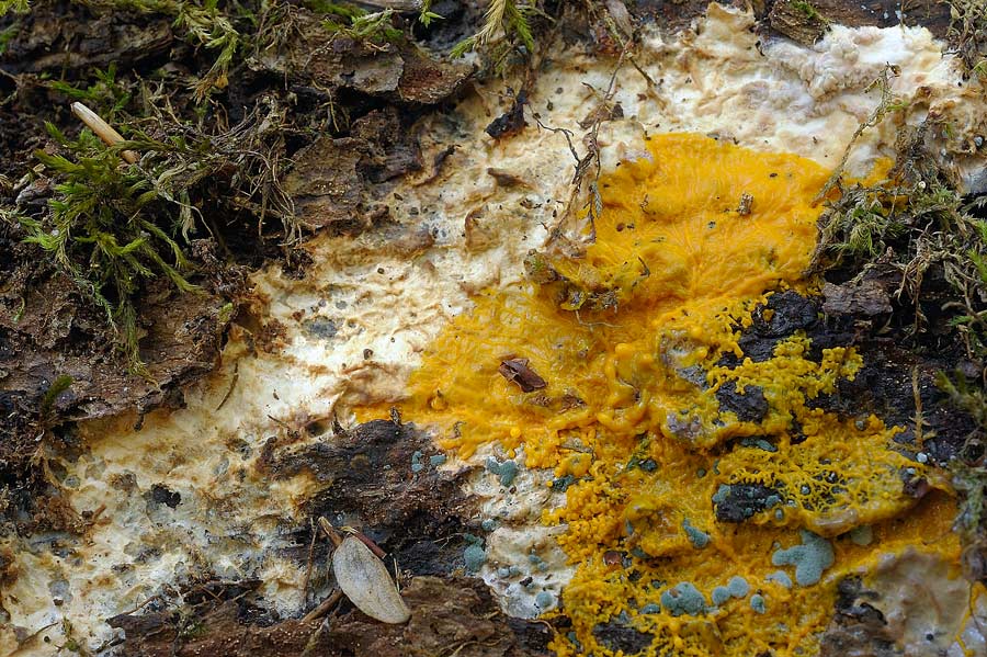 Crosta su muschio - foto 7625 (Phlebia rufa)