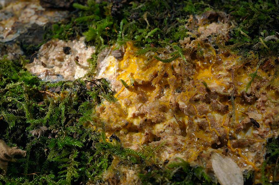 Crosta su muschio - foto 7625 (Phlebia rufa)