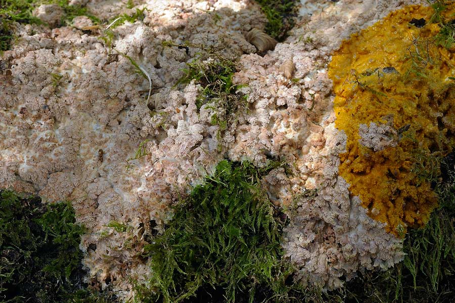 Crosta su muschio - foto 7625 (Phlebia rufa)