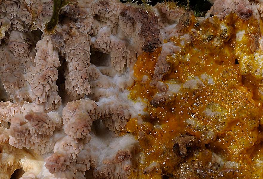 Crosta su muschio - foto 7625 (Phlebia rufa)