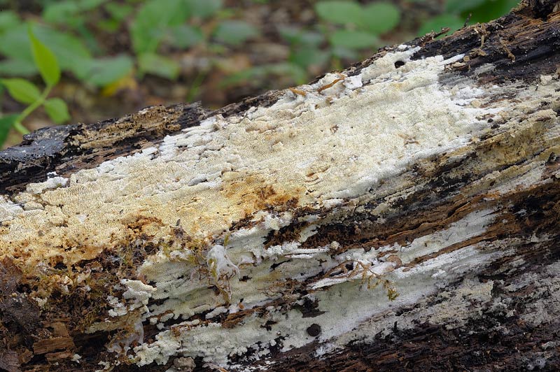 Forse Antrodia sp.? - foto 0790 (Schizopora paradoxa)