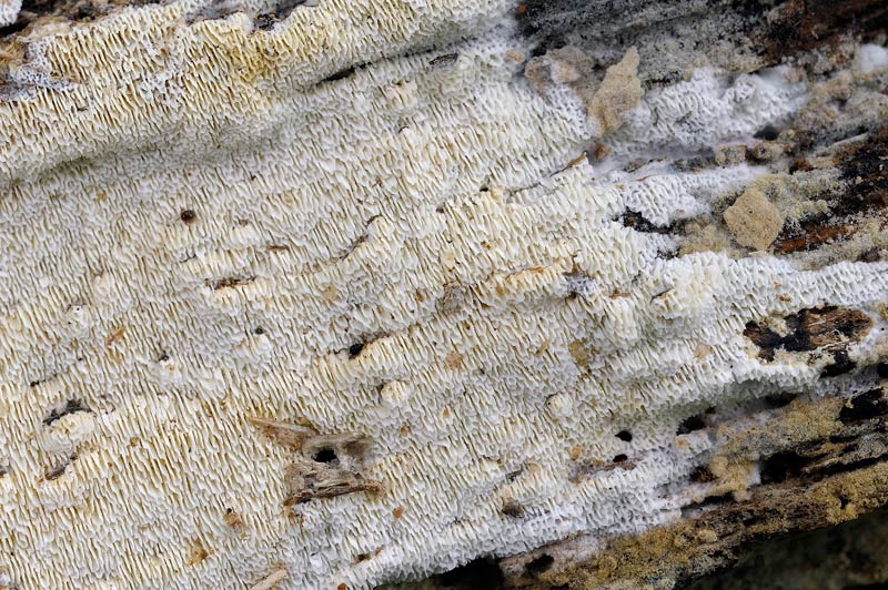 Forse Antrodia sp.? - foto 0790 (Schizopora paradoxa)
