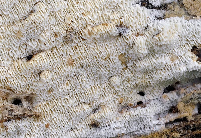 Forse Antrodia sp.? - foto 0790 (Schizopora paradoxa)