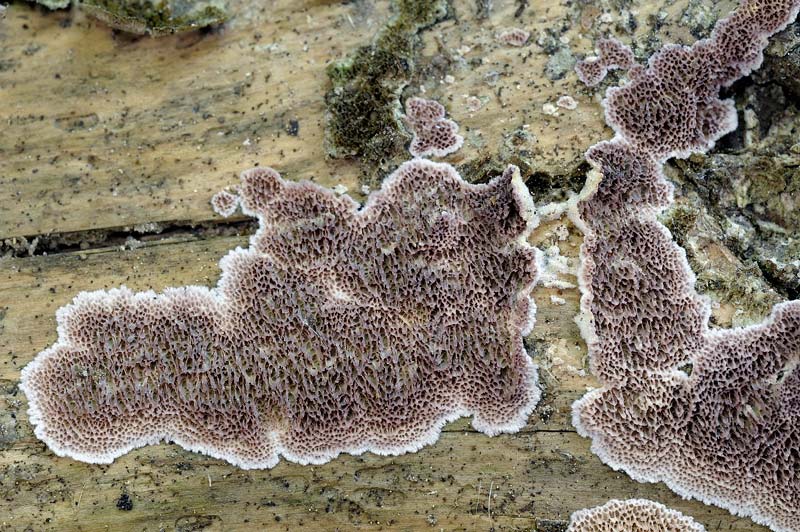 Altra crosta da determinare-foto 0927 (Trichaptum abietinum)