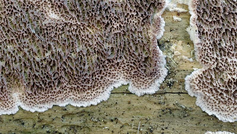 Altra crosta da determinare-foto 0927 (Trichaptum abietinum)