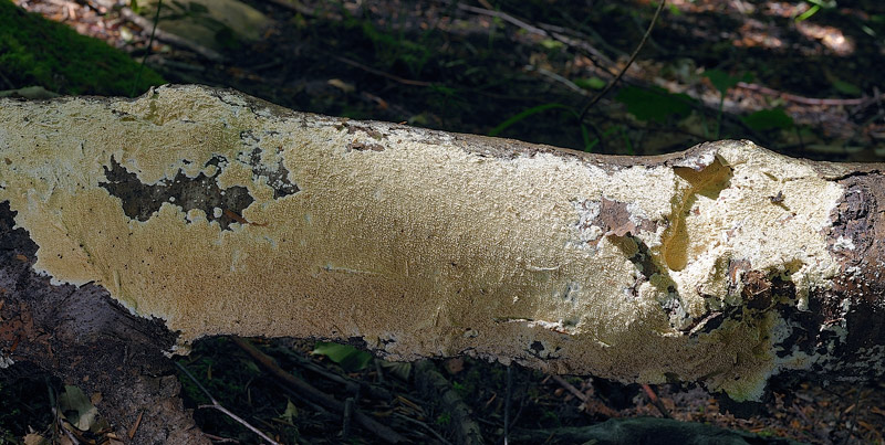 Crosta da determinare - foto 0939 (Schizopora sp.)