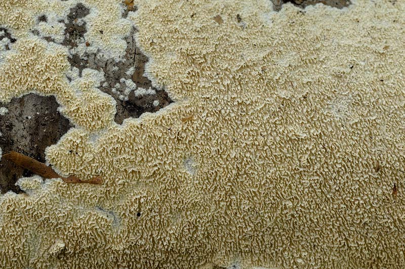 Crosta da determinare - foto 0939 (Schizopora sp.)