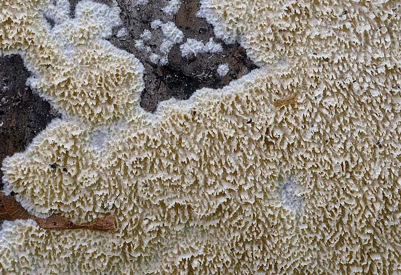 Crosta da determinare - foto 0939 (Schizopora sp.)