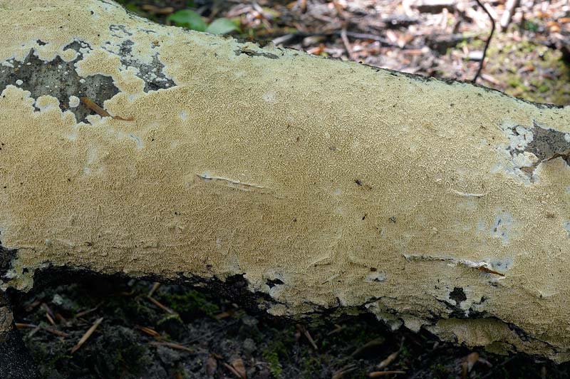Crosta da determinare - foto 0939 (Schizopora sp.)