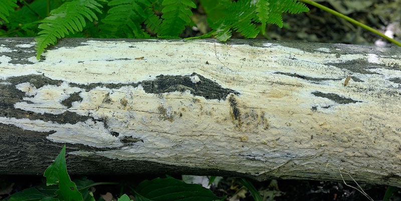 Crosta chiara - foto 1080 (Phanerochaete sordida)