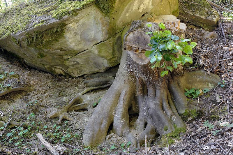 Crosta chiara - foto 1080 (Phanerochaete sordida)
