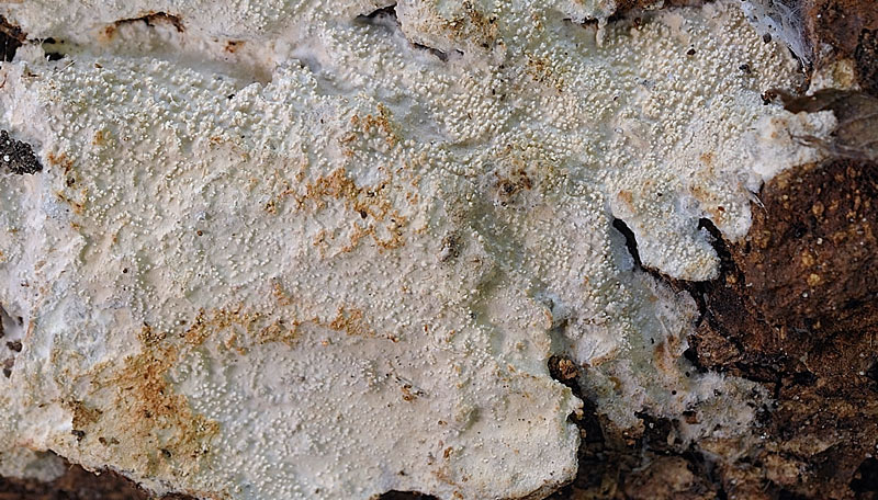 Crosta spero più difficile-foto1086(Crustomyces subabruptus)