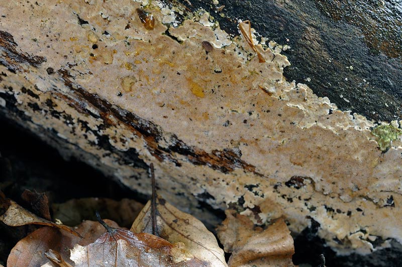 Crosta da determinare - foto 1343 (Steccherinum sp.)