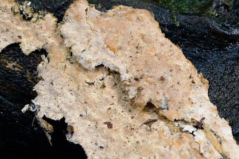 Crosta da determinare - foto 1343 (Steccherinum sp.)