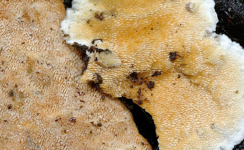 Crosta da determinare - foto 1343 (Steccherinum sp.)