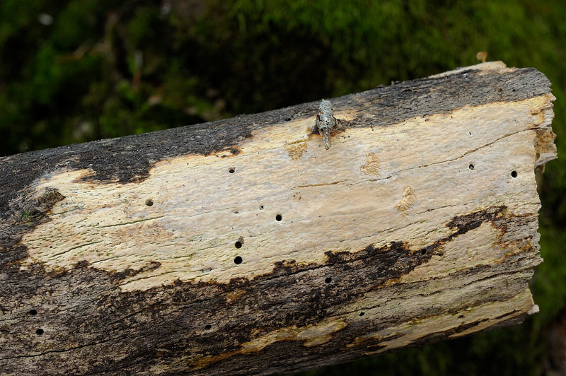 Crosta di faggio - foto1488 (Gloeocystidiellum leucoxanthum)