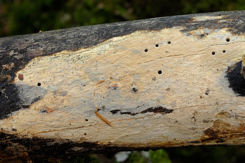 Crosta di faggio - foto1488 (Gloeocystidiellum leucoxanthum)