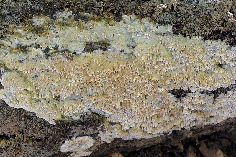 Ceppo - Crosta da determinare foto 1683 (Phlebia nothofagi)