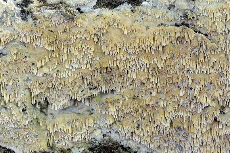 Ceppo - Crosta da determinare foto 1683 (Phlebia nothofagi)