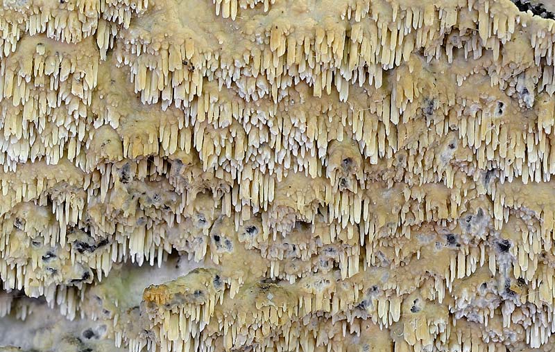 Ceppo - Crosta da determinare foto 1683 (Phlebia nothofagi)