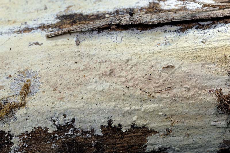 Crosta da determinare - foto 1806 (Phanerochaete sordida)