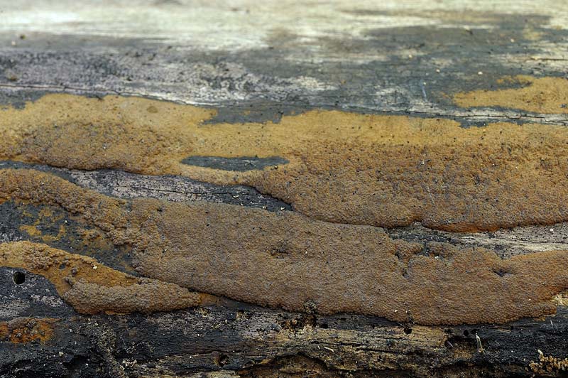 Crosta marrone - foto 1963 (Hypoxylon rubiginosum)