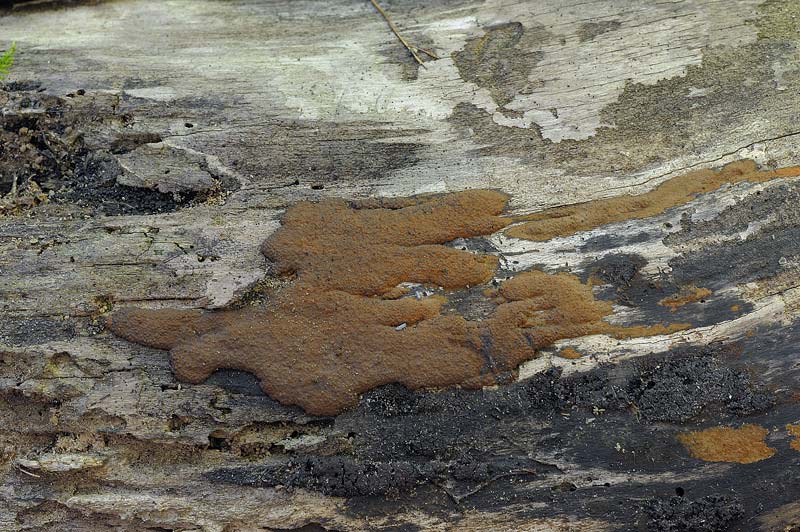 Crosta marrone - foto 1963 (Hypoxylon rubiginosum)