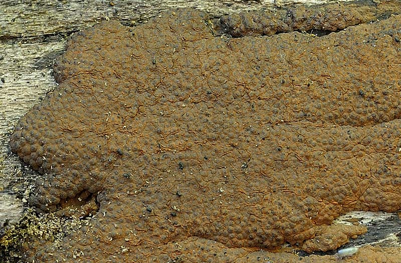 Crosta marrone - foto 1963 (Hypoxylon rubiginosum)