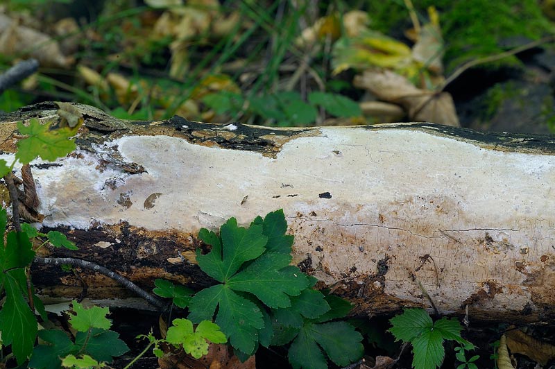 Crosta x salutarvi-foto2383(Scytinostroma hemidichophyticum)