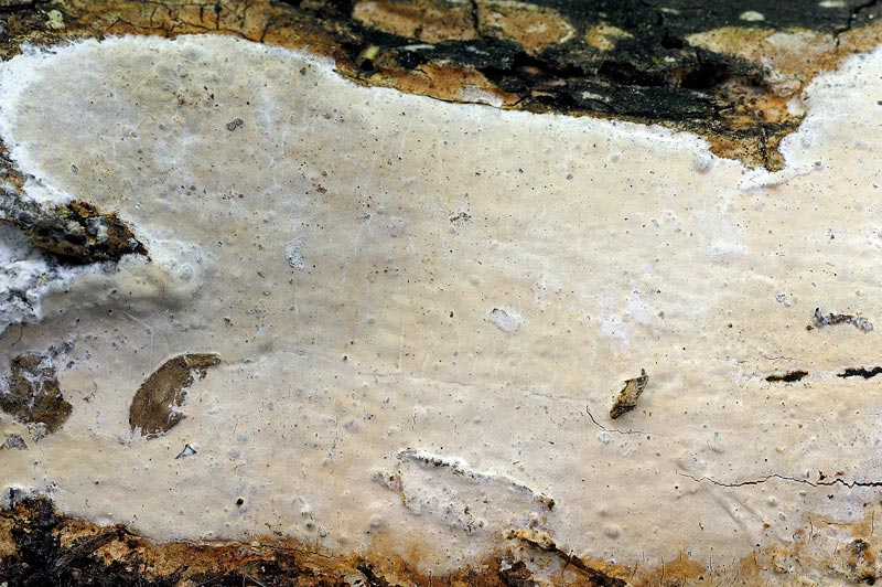 Crosta x salutarvi-foto2383(Scytinostroma hemidichophyticum)
