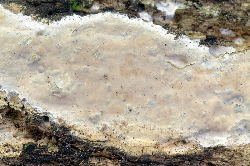 Crosta x salutarvi-foto2383(Scytinostroma hemidichophyticum)
