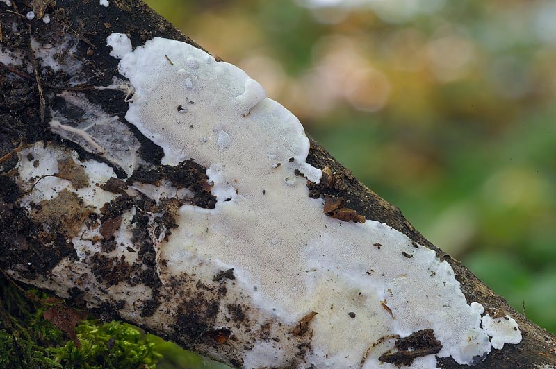 Sempre la stessa Postia? - foto 2390 (Skeletocutis nivea)