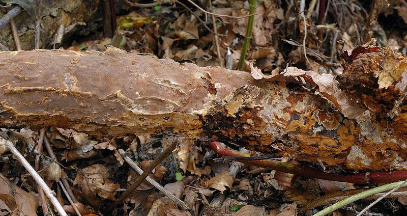 Sicuramente Phellinus..ma quale?-foto27118(P. ferruginosus)